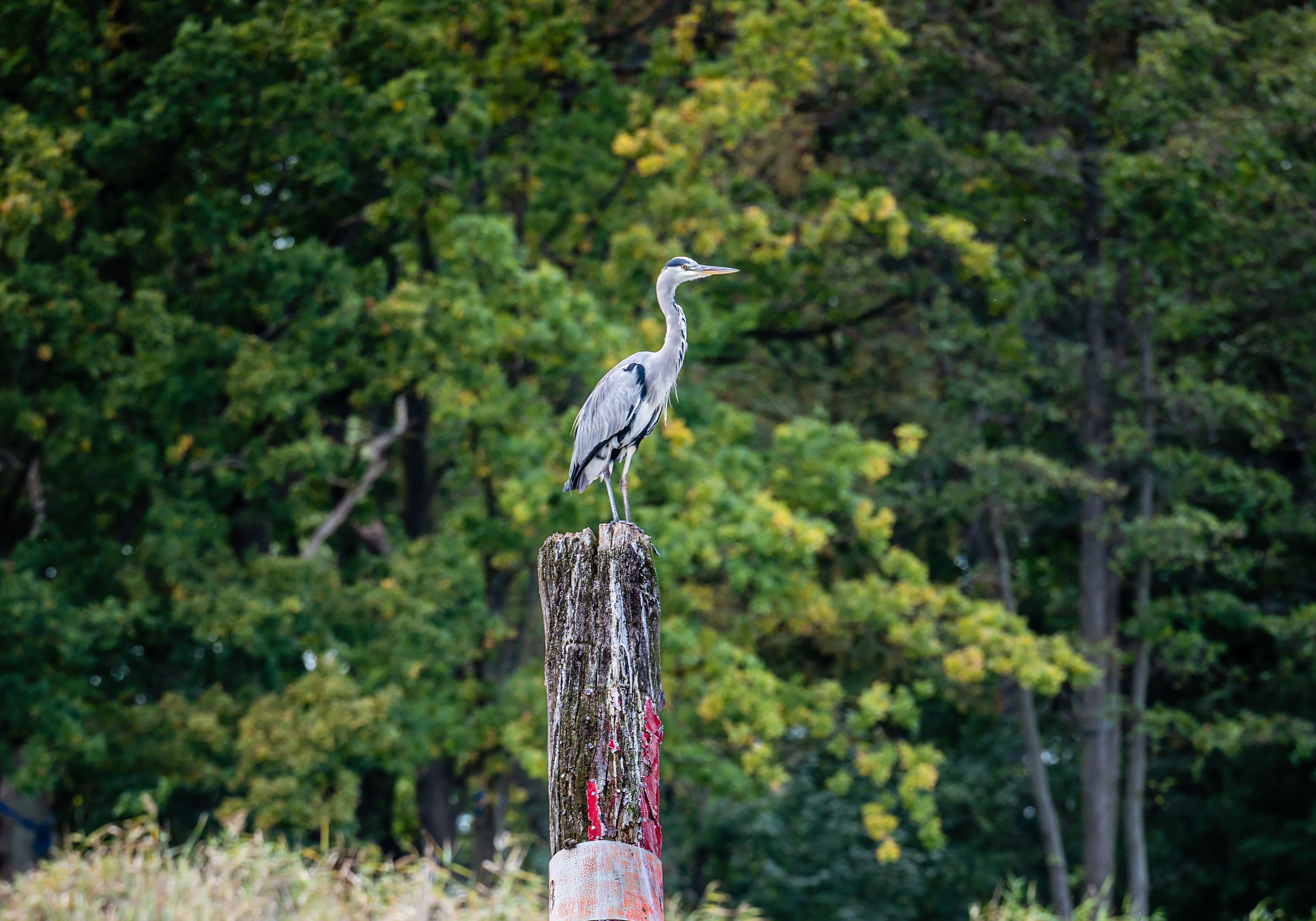 Reiher auf einem Pfahl im Wasser