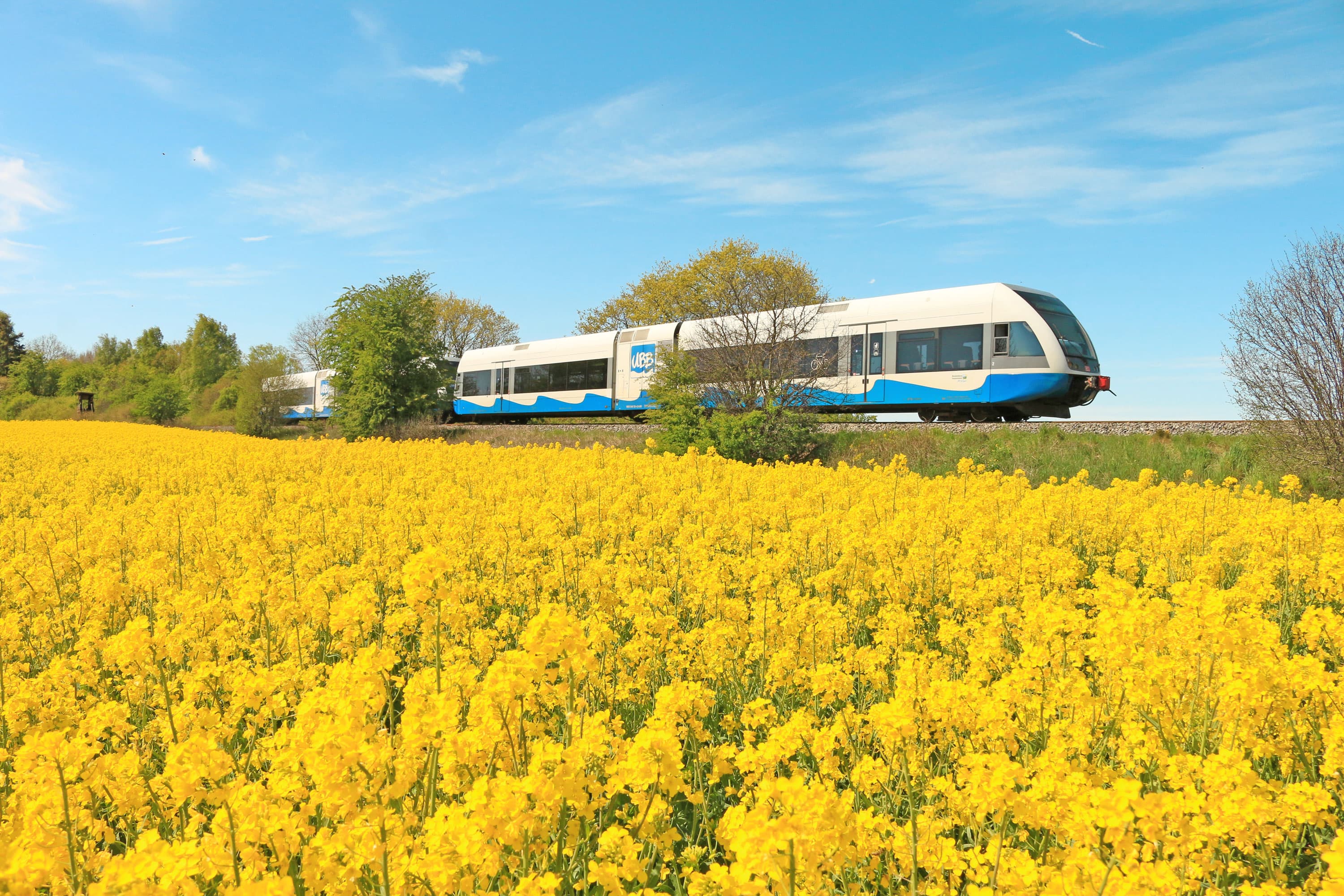 Usedomer Bäderbahn fährt an Rapsfeld vorbei