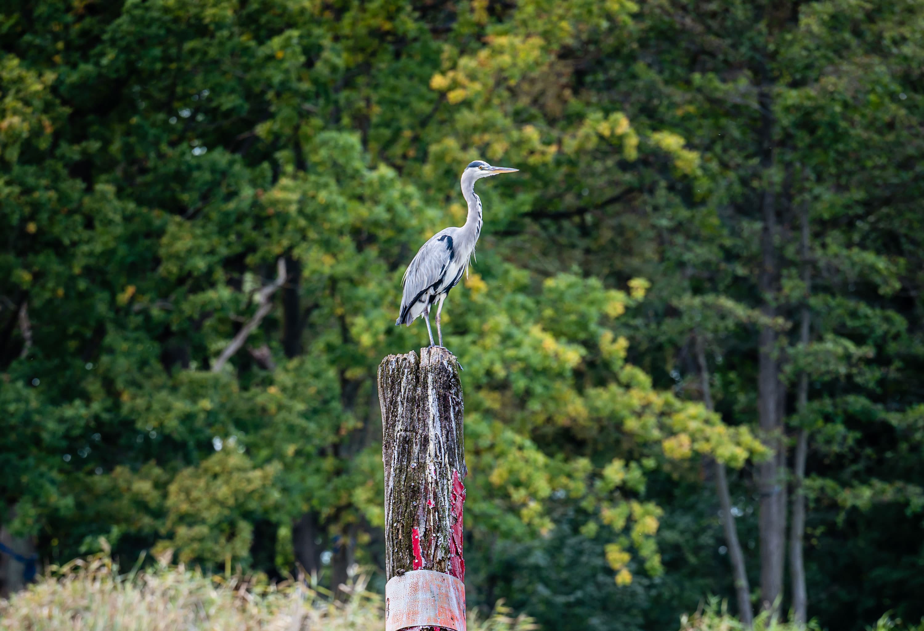 Reiher auf einem Pfahl im Wasser